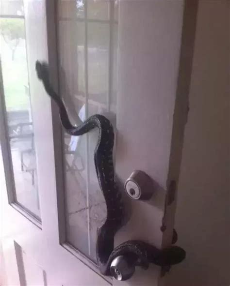 蛇進家裡